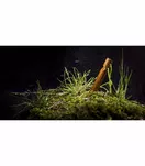 HELIKON Śledzie do tarpa - zestaw 4 szt - pomarańczowy - 5