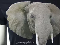 Koszulka T-Shirt dla szkół z haftem / nadrukiem - na zamówienie