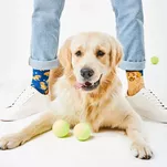 MANY MORNINGS - Golden Boy - bawełniane kolorowe skarpetki - pieski - 3