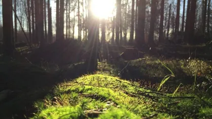 Co to bushcraft i dlaczego warto się nim zainteresować