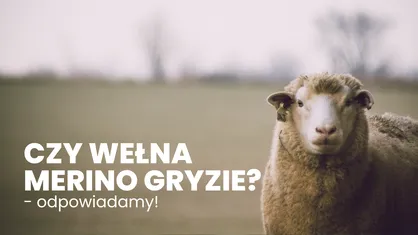 Czy wełna merino gryzie? Odpowiadamy!